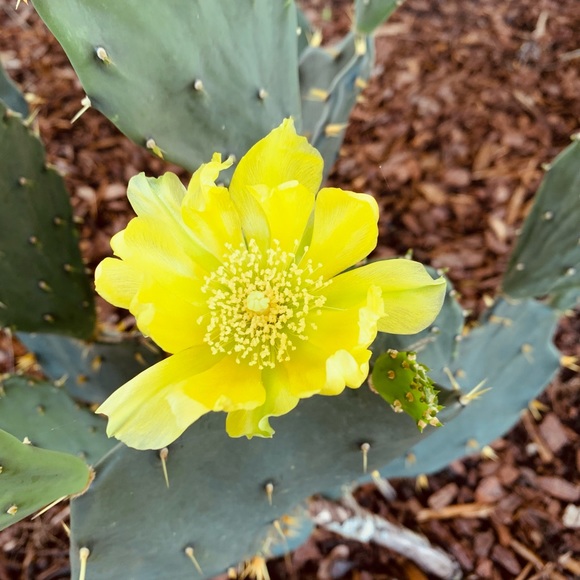 Meet your Posher, Kierra - Picture 2 of 4